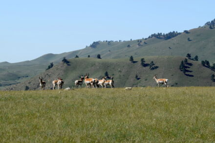 Wyoming Ranches for Sale