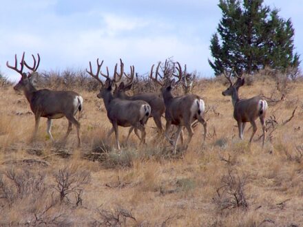 Wyoming Ranches for Sale