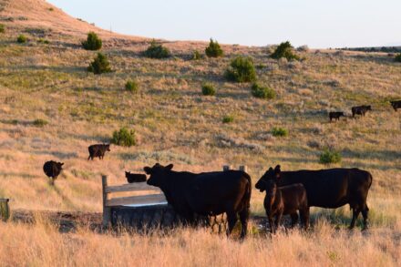 Brinkerhoff Ranch for sale