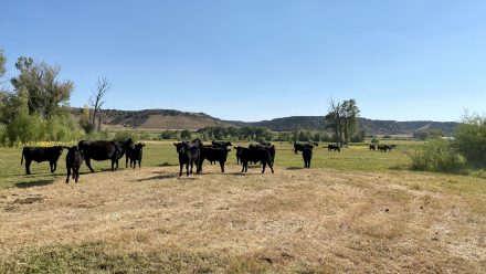Riverfront pasture land