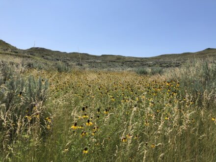 Eastern Montana Ranch for Sale
