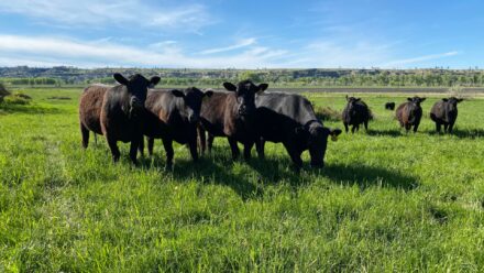J&M Yelllowstone Valley Land cattle grazing