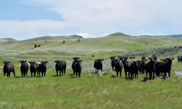 The History of Ranching in Montana