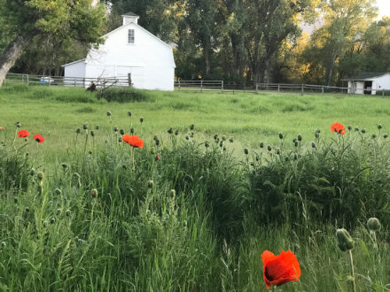 bighorn mountains foothill ranch poppies