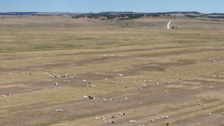 Divide Ranch sheep pine ridge