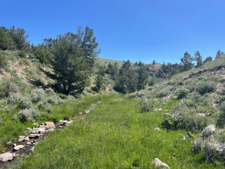 First Water Creek Bighorn Mountains hunting and recreation land