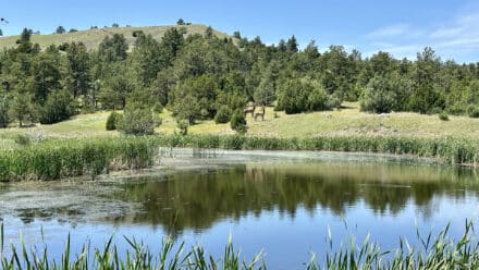new haven ranch elk going to water