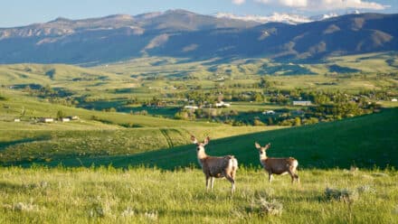 Mule deer does on Wyoming acreage near Sheridan