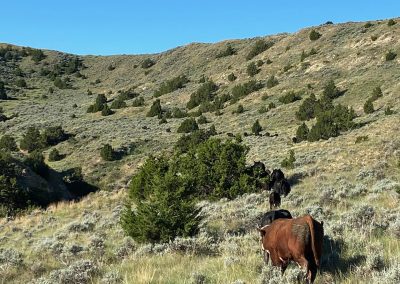 wild horse creek ranch cattle landscape
