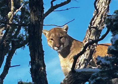 wild horse creek ranch lion