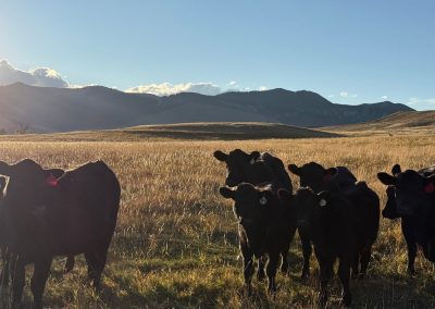 cattle