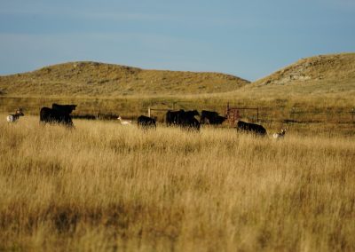 cows antelope