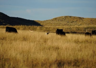 cows antelope2