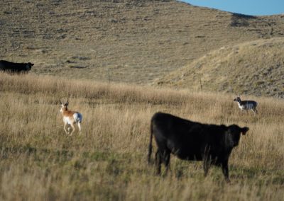 cows antelope3