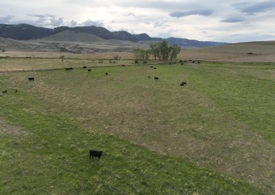 cows grazing