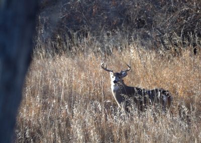 Whitetail buck in creek bottom 2