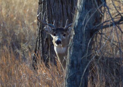 Whitetail buck in creek bottom