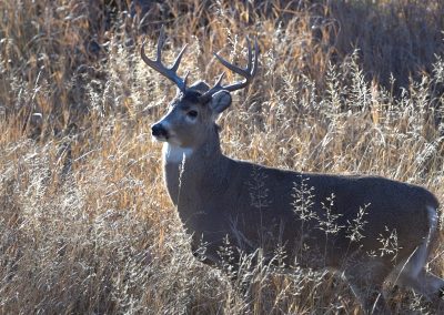 Whitetail buck in creek bottom