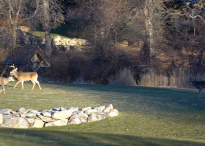 wildlife bucks and doe on lawn