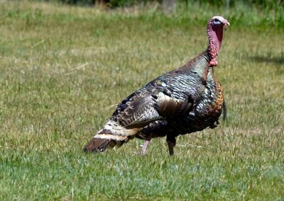 tom turkey