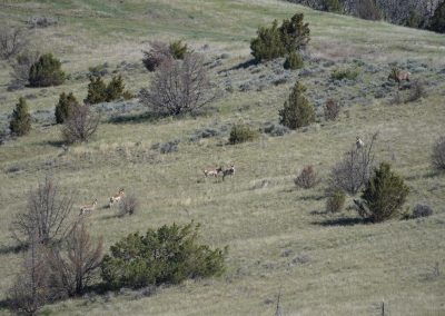 cow elk and antelope bucks
