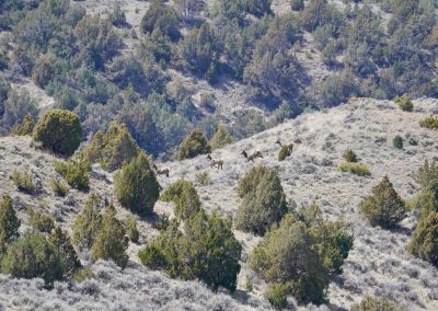 immature whc ranch elk