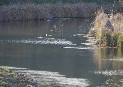 water fowl on whc ranch reservoir