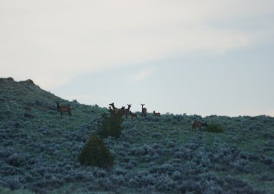 whc ranch elk cows and calves