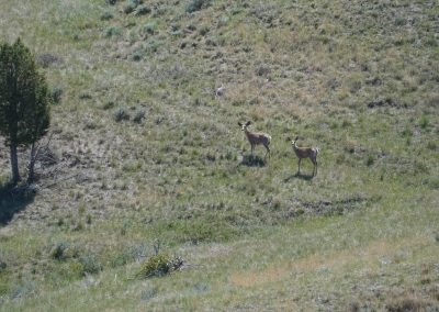 whc ranch mule deer does