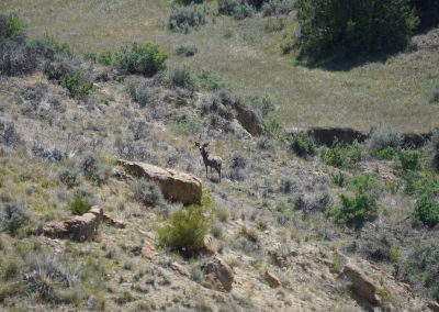 whc ranch muley buck